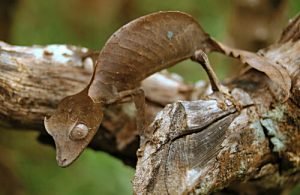L'impressionnante faune de Madagascar