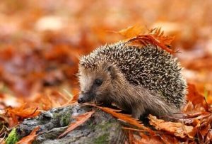 Les faits curieux sur le hérisson : son habitat, ses caractéristiques et son comportement