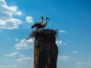 L'histoire de Klepetan et Melena, deux oiseaux amoureux