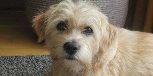 Chien hollandais : caractéristiques et comportement