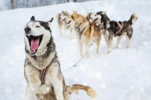 4 sortes de noms de chiens mâles