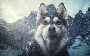 La taxonomie du chien