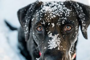 L'hypothermie chez les chiens