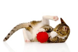 Jeux d'intelligence pour chats