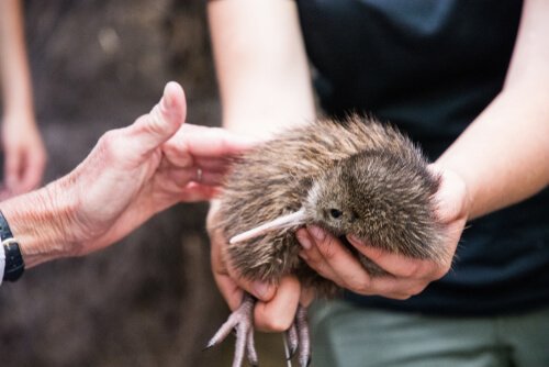 Pourquoi Le Dodo A T Il Disparu Mes Animaux