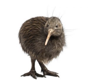 Découvrez Le Kiwi Un Oiseau Qui Ne Vole Pas Mes Animaux