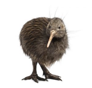 kiwi