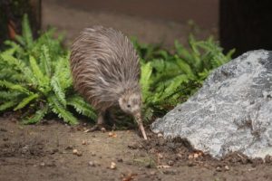 Découvrez le kiwi : un oiseau qui ne vole pas