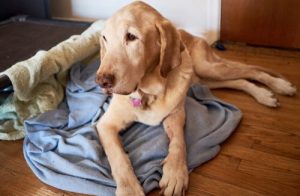 L'amnésie chez nos animaux