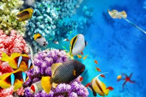 La faune de la Grande Barrière de Corail