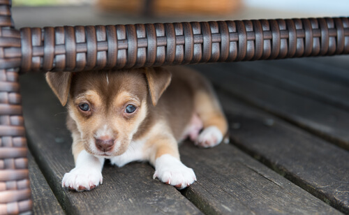 Les chiots ont besoin de socialisation pour ne pas avoir peur des étrangers