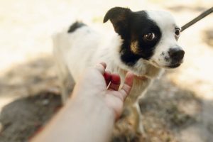 Que faire si votre chien craint les étrangers ?