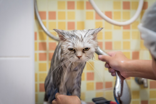 si vous avez beaucoup d'animaux, soyez attentifs à leur hygiène
