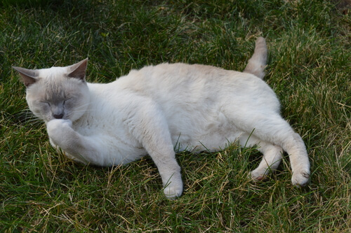 Comment laver les chats