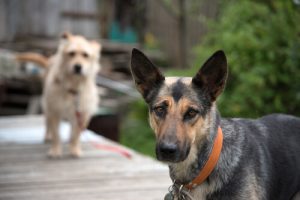 Les chiens métis sont-ils en meilleure santé que le chiens de race ?