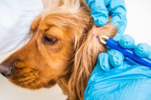 Diagnostic et prévention de la maladie de Lyme