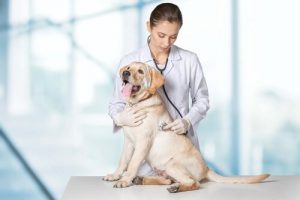 mégaoesophage chez le chien