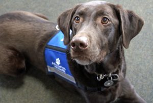 5 métiers que les chiens peuvent exercer