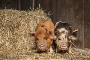 animaux de compagnie miniatures