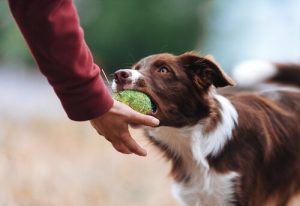 Astuces de dressage pour un chien possessif avec ses jouets