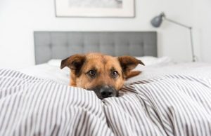 Pourquoi mon chien refuse-t-il de dormir dans son lit ?