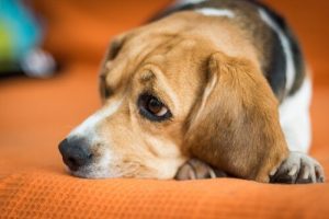 Pourquoi mon chien n'a-t-il plus la même énergie qu'avant ?