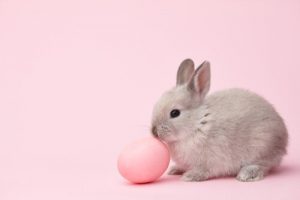 noms de lapins