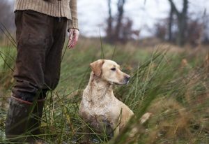 Des noms pour chiens de chasse