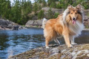 Noms pour les chiens à poil long