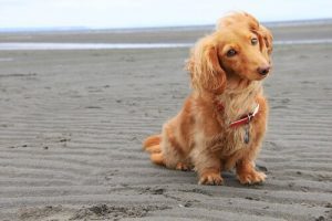 quels noms donner aux chiens à poil long ?