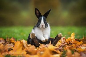 Des noms de lapins originaux et drôles