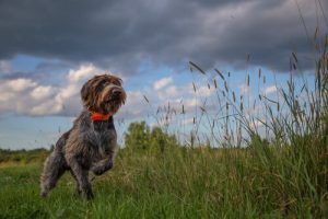noms pour chiens de chasse