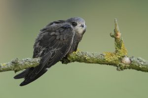 Découvrez cet oiseau qui dort en volant