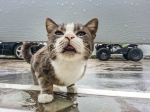 L'organe voméro-nasal chez le chat