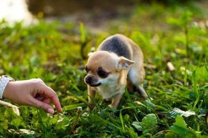 Nos conseils pour approcher un chien craintif