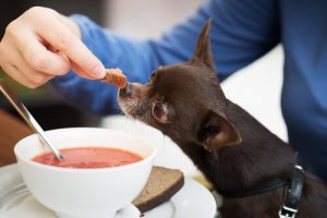 Pouvons-nous donner des soupes à notre chien ?