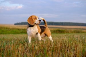 5 races de chiens renifleurs