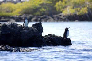 pingouins des îles Galapagos