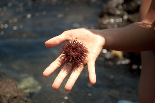 la piqûre d'un oursin de mer