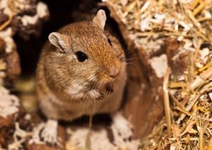 Des noms pour gerbilles d'origine égyptienne ou araba