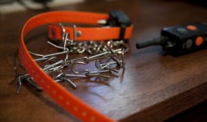 Problèmes des colliers de punition : la santé de votre chien est en jeu