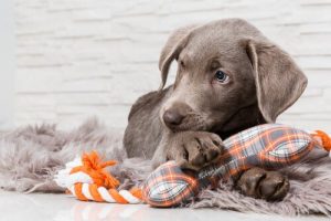 La protection des ressources chez le chien