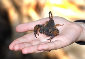 Que faire face à une piqûre de scorpion ?