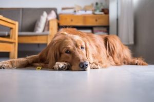 La sédentarité de votre animal