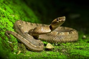Il y a un serpent dans le jardin : que dois-je faire ?