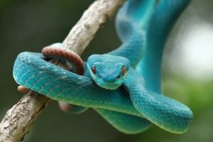 un serpent dans le jardin : que faire ?