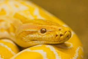 animaux du Feng Shui : le serpent jaune