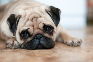 4 soins pour les chiens avec des rides