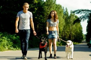 Conseils pour promener votre chien