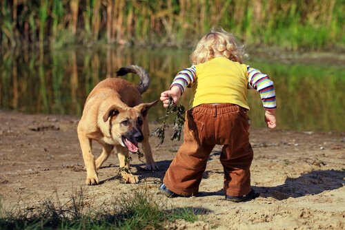 interagir avec un chien